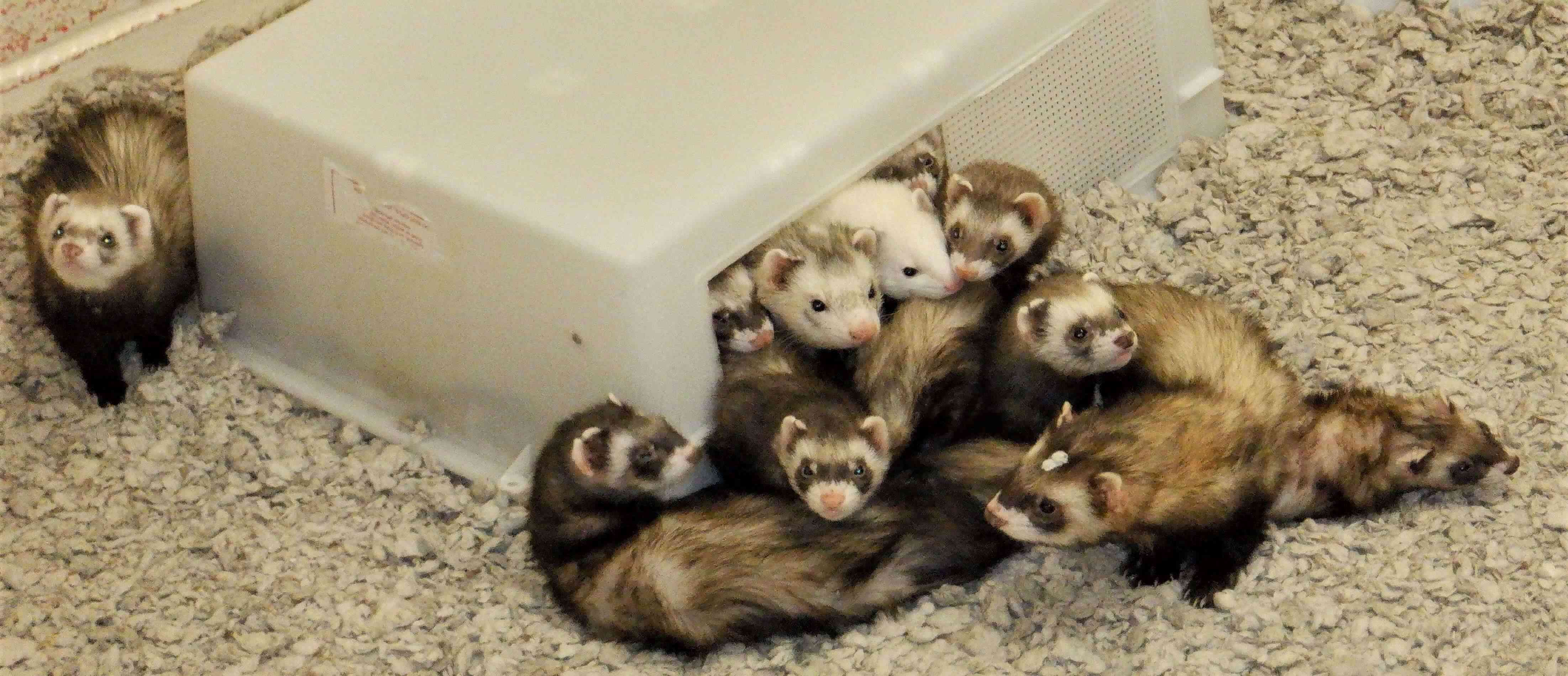ferrets playing